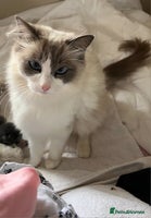 Ragdoll cats - Advert 5