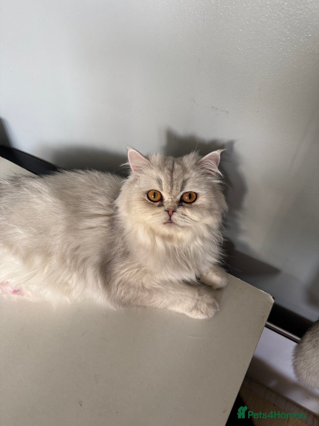 British Shorthair cats for sale: 2 Outstanding BSHLitter Chinchilla &Classic Lines) - Advert 2