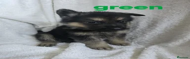 German Shepherd 8