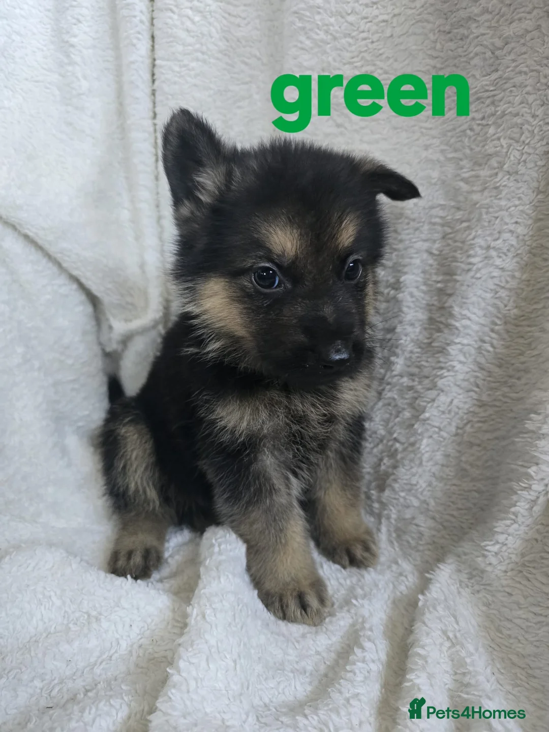 German Shepherd dogs for sale: German shepherd pups for sale  in Bradford - Advert 2