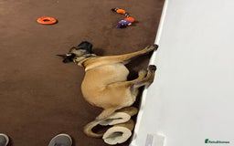 Belgian Shepherd Dog dogs for sale: Rexey - Advert 2