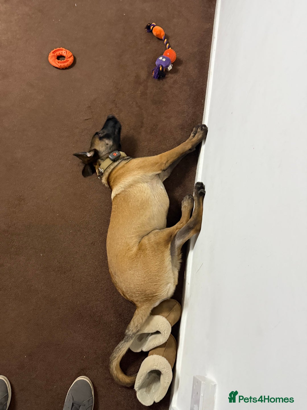 Belgian Shepherd Dog dogs for sale: Rexey - Advert 2