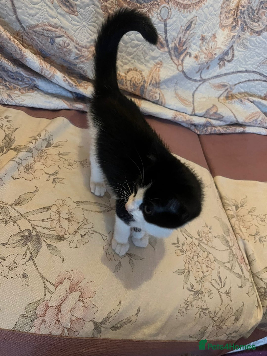 Mixed Breed cats for adoption: Rescue Brothers 6 months need forever home - Image 3