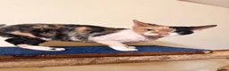 Devon Rex cats for sale: beautiful Devon Rex kittens  - Advert 11