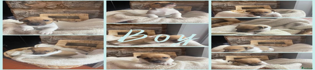 Jack Russell Puppy 2