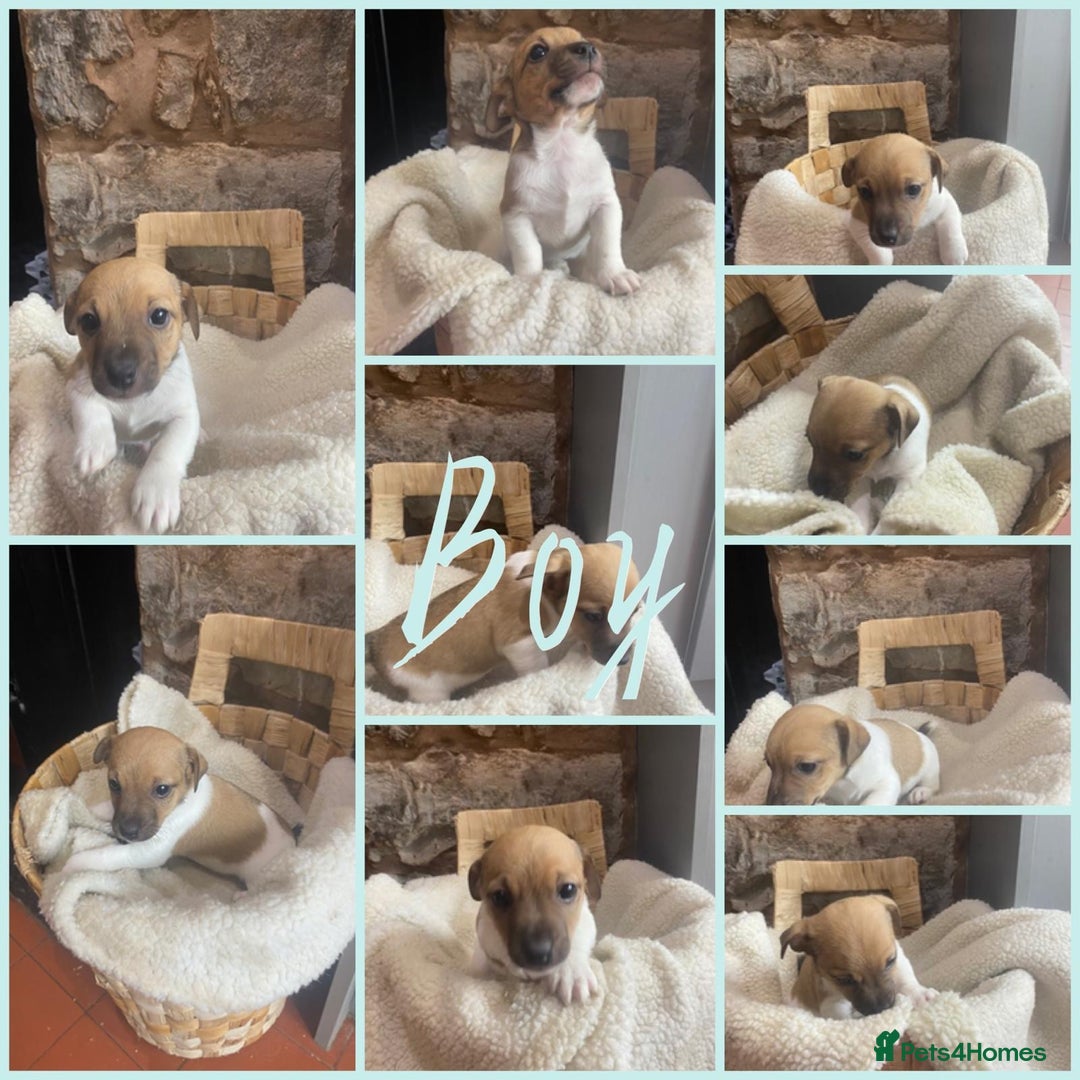 Jack Russell dogs for sale:  Jack Russell Puppies – Ready for 5⭐ Homes! 🐾 - Image 4