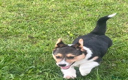 Welsh Corgi Pembroke dogs for sale: KC registered Champion line Corgi puppies - Image 4