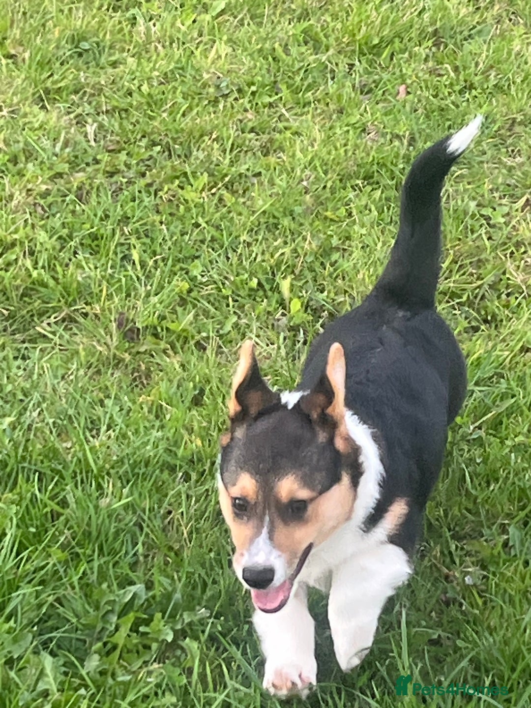 Welsh Corgi Pembroke dogs for sale: KC registered Champion line Corgi puppies - Image 4
