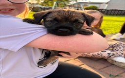 Border Terrier dogs for sale: Border Terrier puppy x1 boy - Image 6