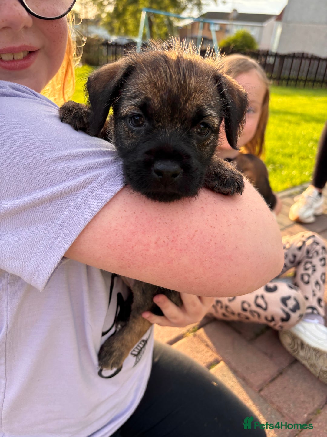 Border Terrier dogs for sale: Border Terrier puppy x1 boy - Image 6