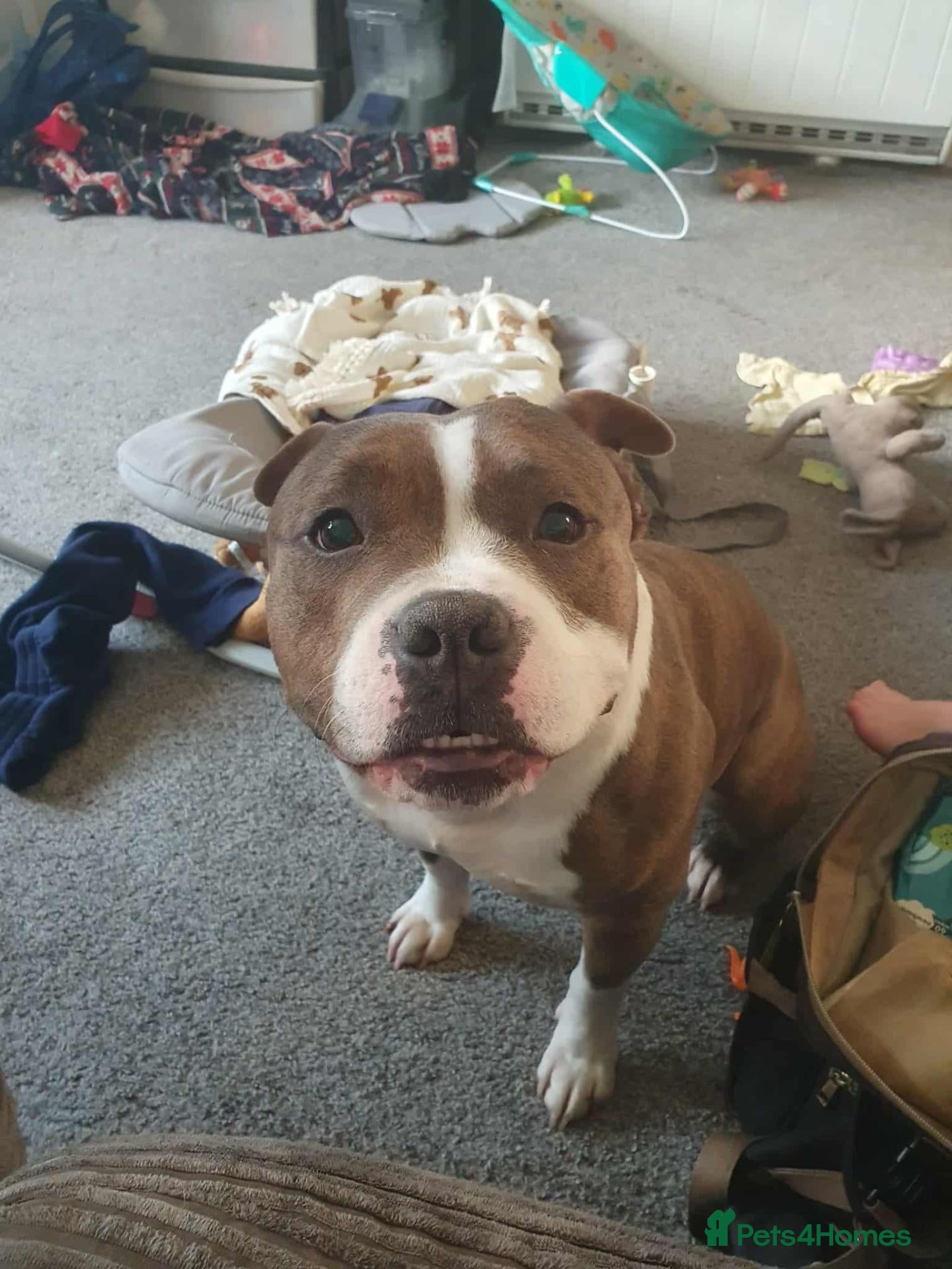 Mixed Breed dogs for sale: Staffie cross shar pei - Advert 1
