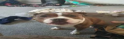 Mixed Breed dogs for sale: Staffie cross shar pei - Advert 1