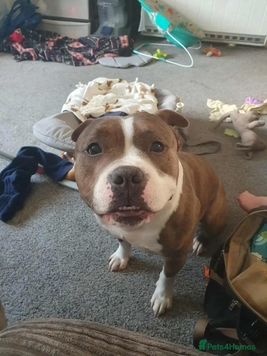Mixed Breed dogs for sale: Staffie cross shar pei - Advert 1