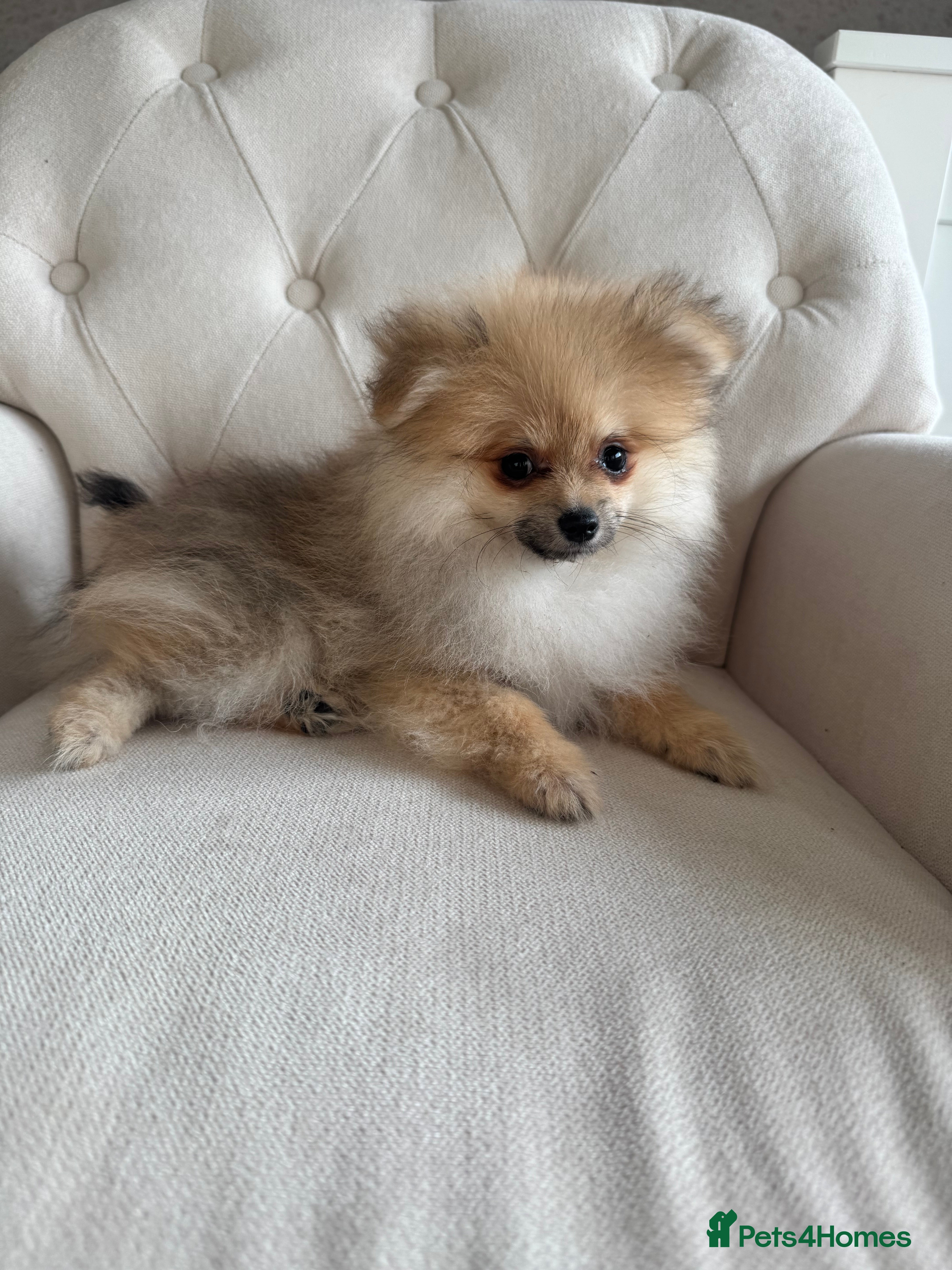 Pomeranian dogs ‼️Fully vacinated last boy,KC registered‼️ - Advert 12