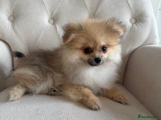 Pomeranian dogs ‼️Fully vacinated last boy,KC registered‼️ - Advert 1