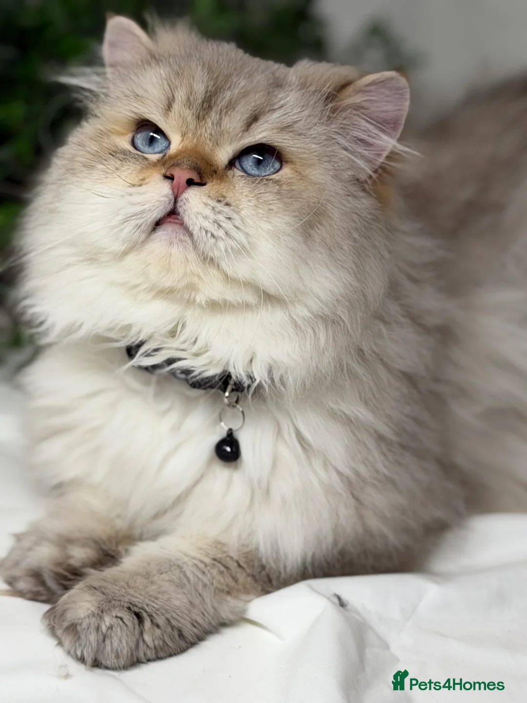 British Shorthair cats for stud: British shorthair Golden lovely stud boy GCCF - Advert 27