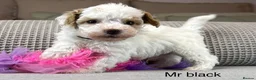 Maltipoo dogs for sale: BEAUTIFUL MALTIPOOS FROM DNA TESTED CLEAR PARENTS  - Advert 25