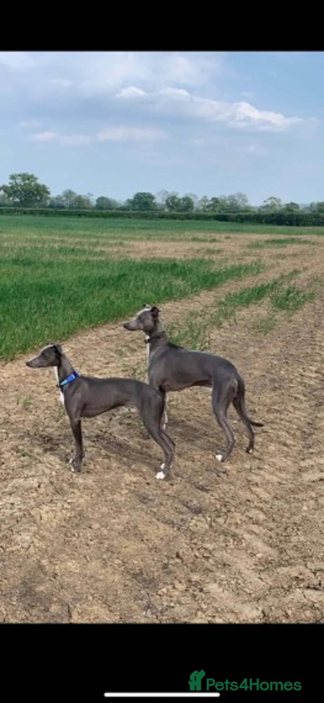 Whippet dogs for stud: Whippet stud dog in Somerton - Advert 3