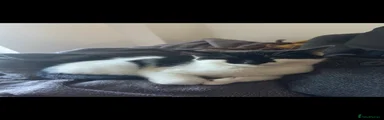 British Shorthair 2