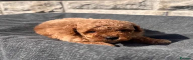 Toy Poodle Puppy 3