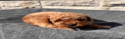Toy Poodle dogs for sale: Beautiful red toy poodles  - Advert 9