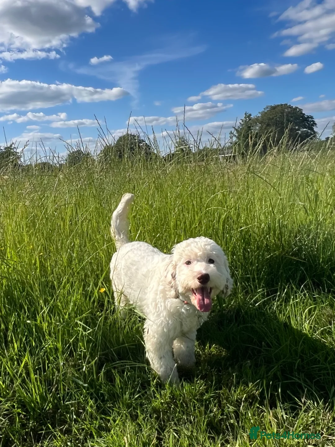 Mixed Breed dogs for sale: Miniature Mega Coat Schnockerpoo - Advert 2