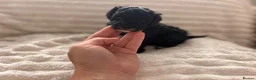 Toy Poodle dogs for sale: READY NOW solid black KC Toy poodle Girl - Advert 6