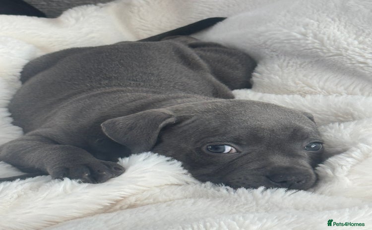 Staffordshire Bull Terrier dogs - Advert 1