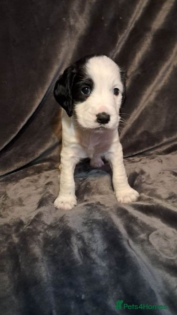 Cocker Spaniel dogs Home Raised Cocker Spaniel Puppies – 7 in Litter - Advert 2
