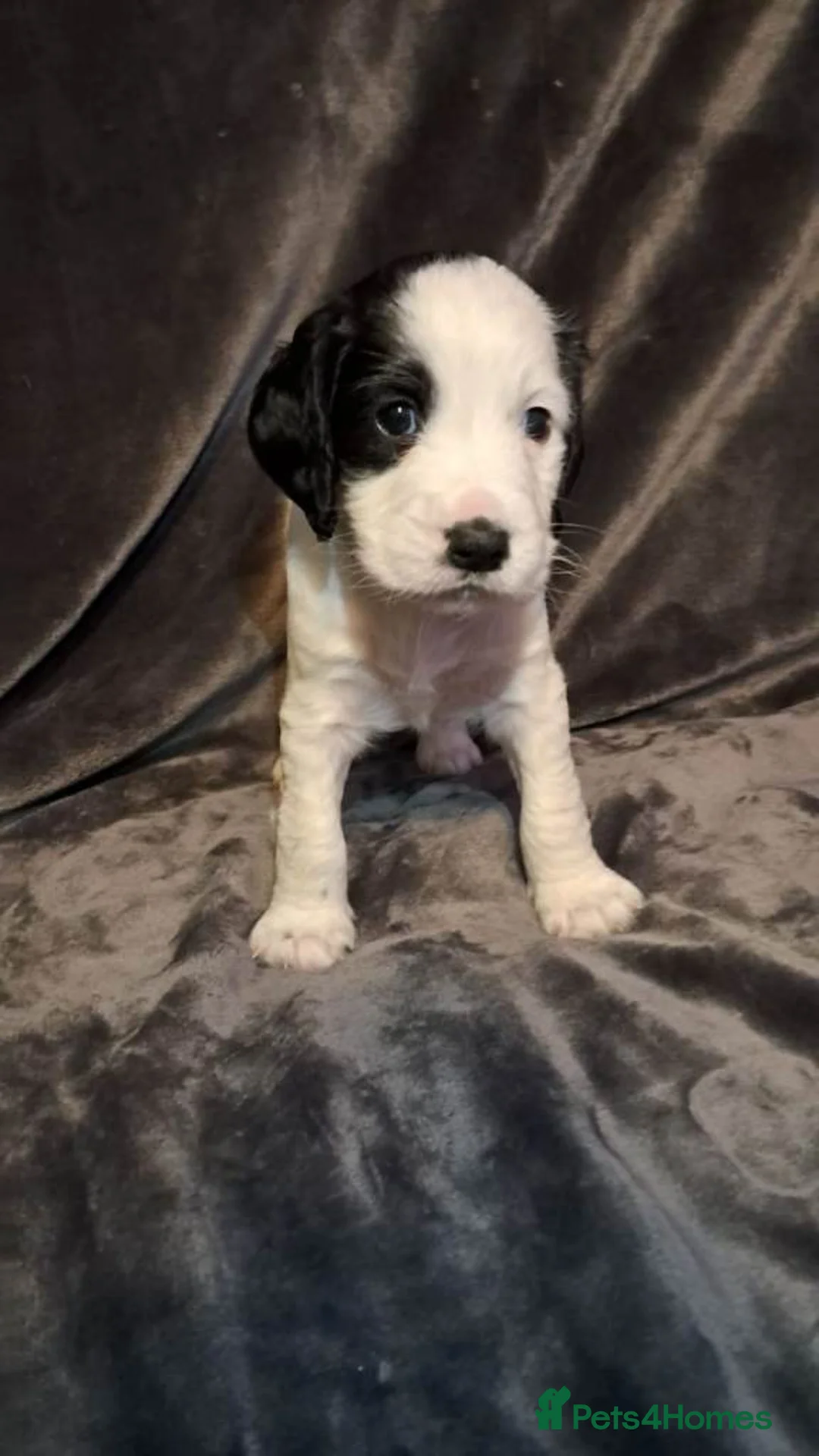 Cocker Spaniel dogs for sale: Home Raised Cocker Spaniel Puppies – 7 in Litter in Birmingham - Advert 1