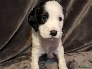Cocker Spaniel dogs Home Raised Cocker Spaniel Puppies – 7 in Litter - Advert 11