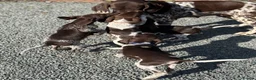 German Shorthaired Pointer dogs for sale: German shorthaired pointers  - Advert 7