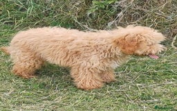 Cavapoo dogs for sale: Extensively health tested Cavapoo Boy - Image 4