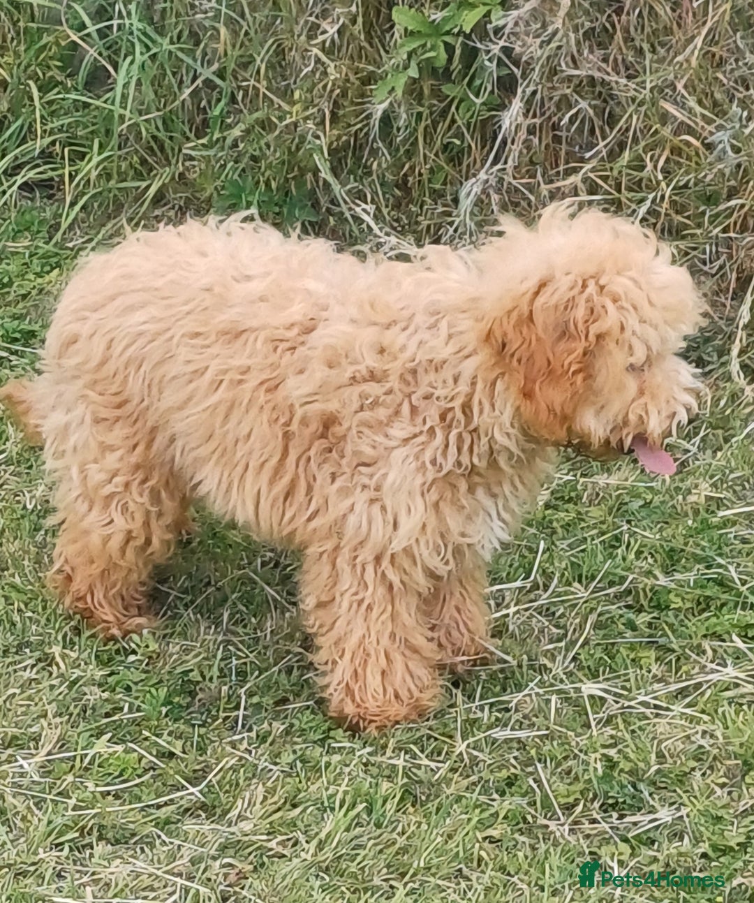Cavapoo dogs for sale: Extensively health tested Cavapoo Boy - Image 4