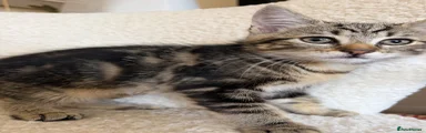 Mixed Breed Kitten 2