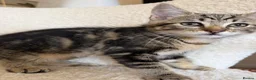 Mixed Breed cats for sale: 2 Kittens ready now in Emsworth - Advert 5