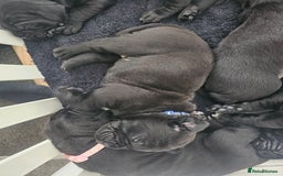 Cane Corso dogs for sale: Panther cane corso  - Image 9