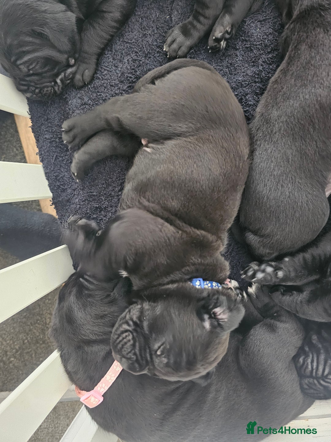 Cane Corso dogs for sale: Panther cane corso  - Image 9