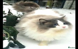 Ragdoll cats for stud: GCCF CHAMPION RAGDOLL STUD in Waterlooville - Image 1