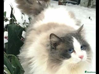 Ragdoll cats GCCF ATIVE CHAMPION RAGDOLL STUD in Waterlooville - Advert 15