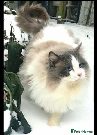 Ragdoll cats in Waterlooville - Advert 6