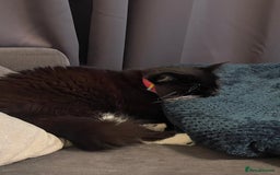 British Longhair cats for sale: 4 year old blind stick needs a new home - Advert 20