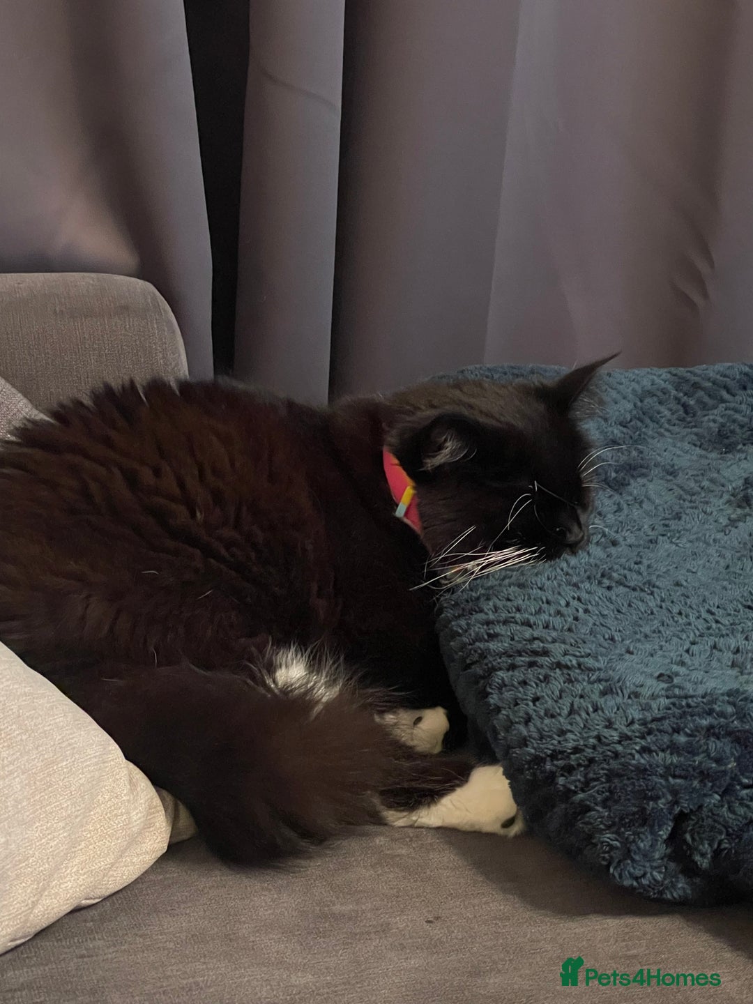 British Longhair cats for sale: 4 year old blind stick needs a new home - Advert 20