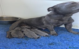 Staffordshire Bull Terrier dogs for sale: 💙Stunning Blue Staffordshire Bull Terrier Pups 💙 - Image 2