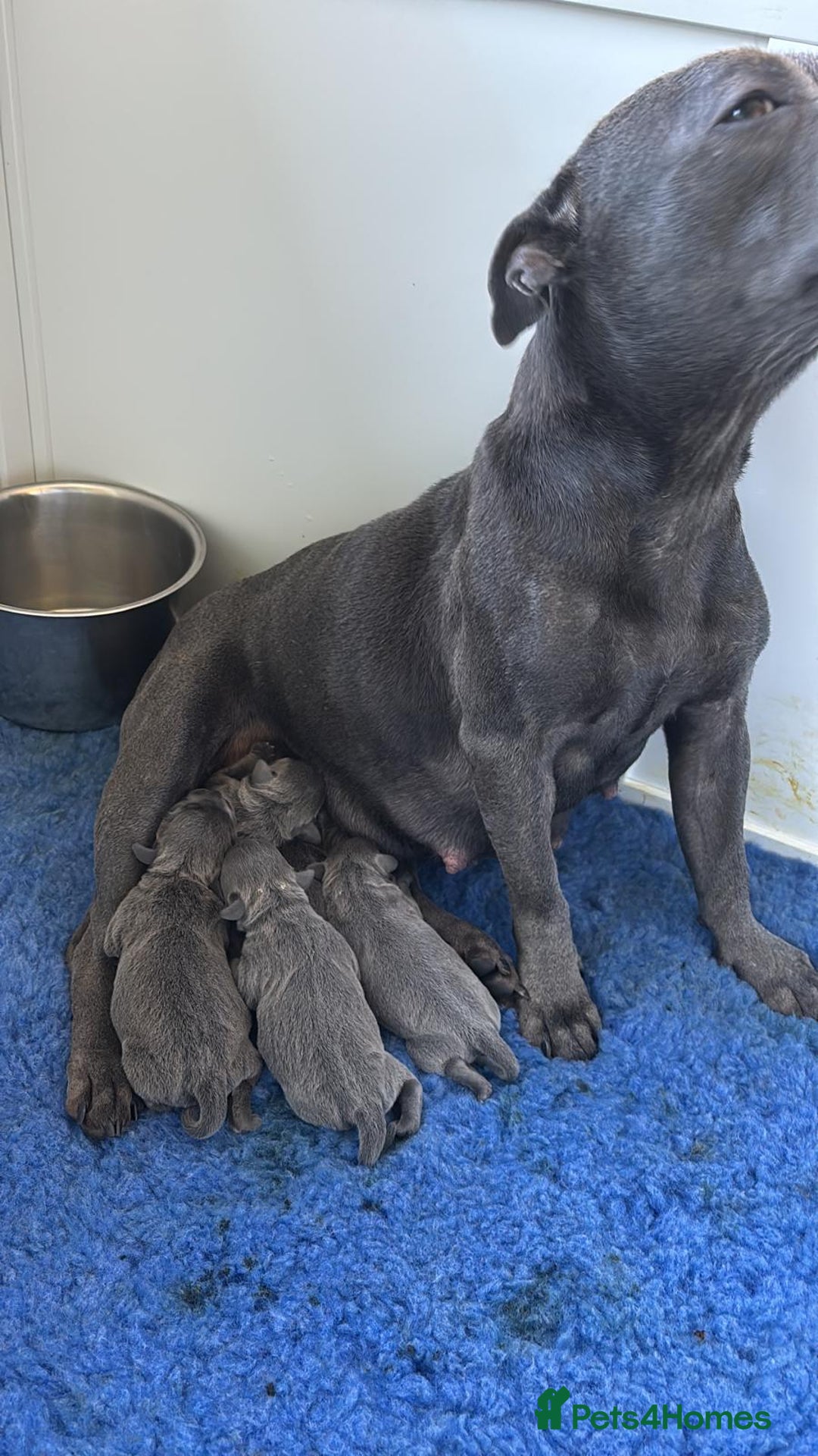 Staffordshire Bull Terrier dogs for sale: 💙Stunning Blue Staffordshire Bull Terrier Pups 💙 - Image 2