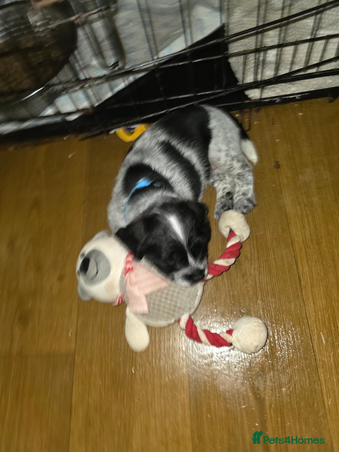 Mixed Breed dogs for sale:  French bulldog cross cockapoo  - Advert 2