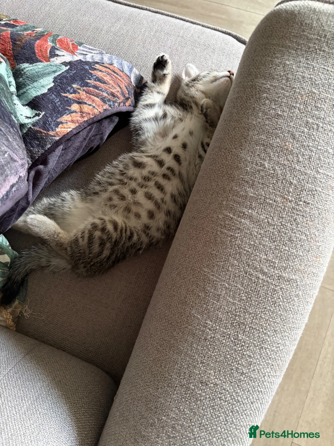 Mixed Breed cats for sale: Beautiful grey girl - Advert 2