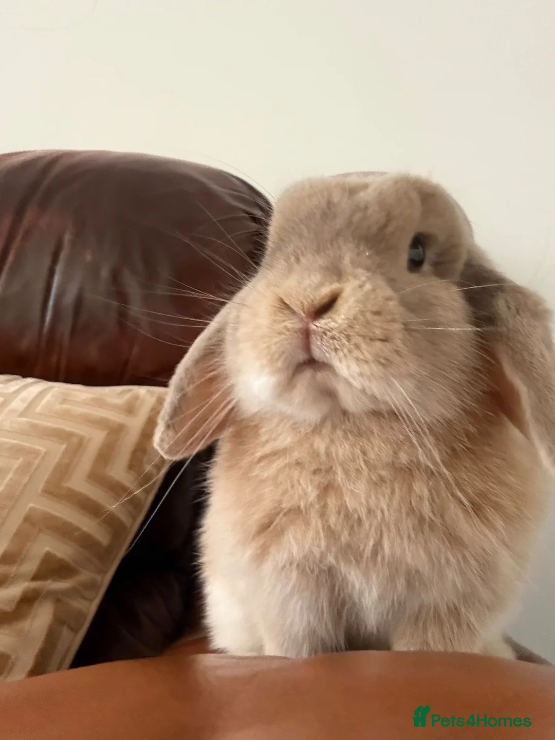 Mini Lop rabbits for sale: Female Holland Lop/ Mini Lop  in Sheffield - Advert 2