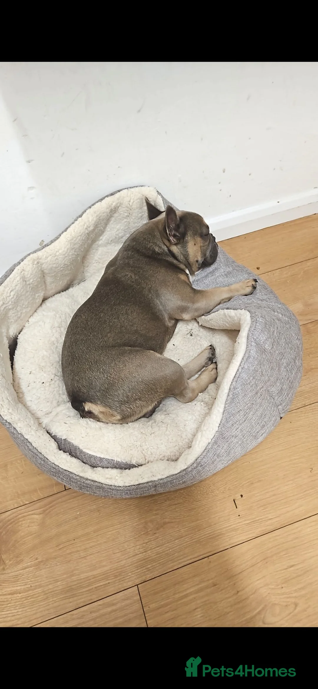 French Bulldog dogs for sale: French Bulldog  in Chichester - Advert 4