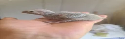 Conures birds for sale: GC Conure Babies - Advert 3